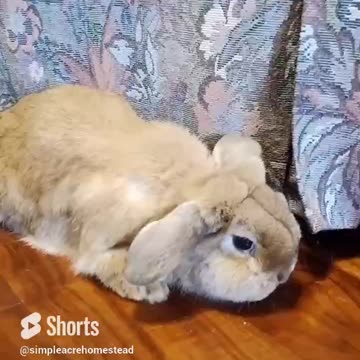 Holland Lop Chillin'
