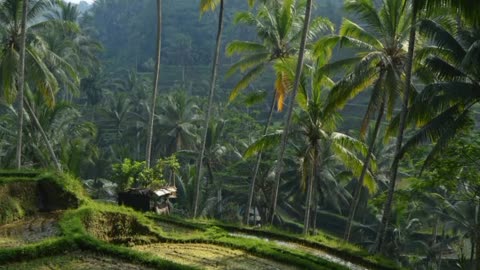nature sound relaxing - ambience sound