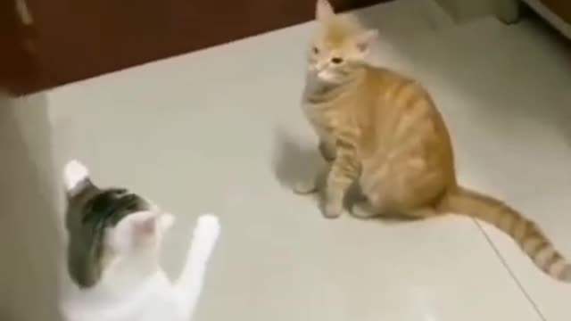 Funny animals videos 2022__Cat and dog videos