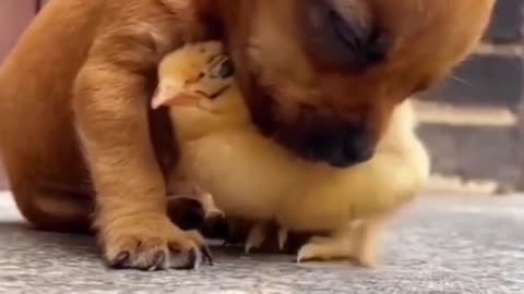 Dog ana hen frendship😊😊😊