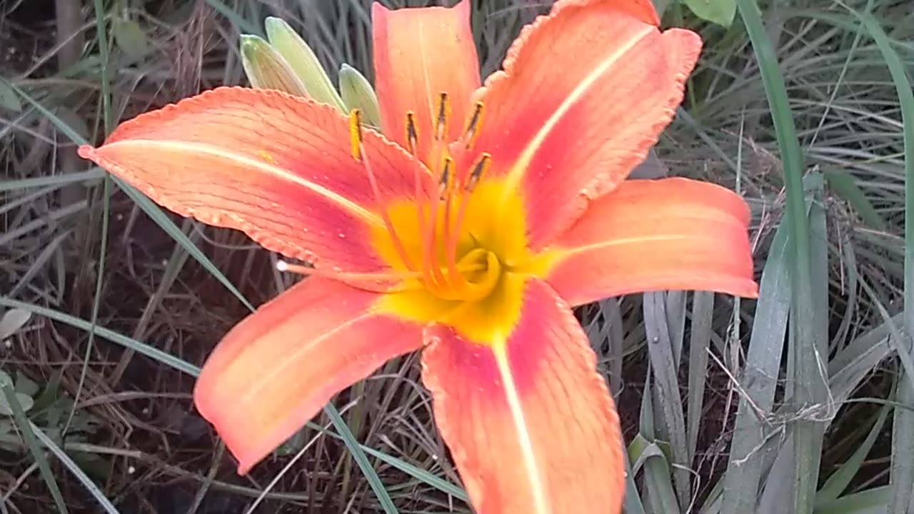 Tiger Lily