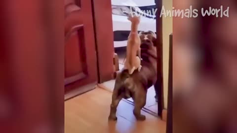 Funny animal videos