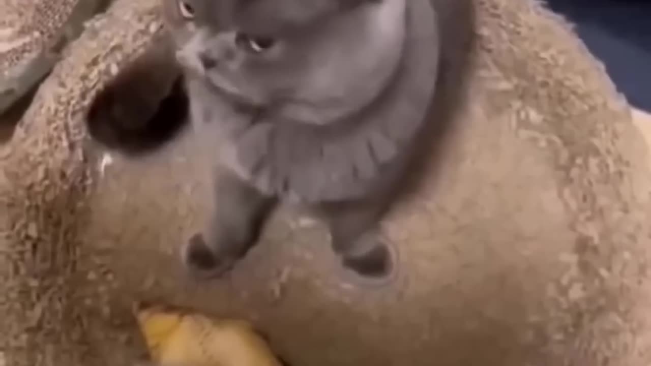 Funny and cute cats,Try not to laugh 😂