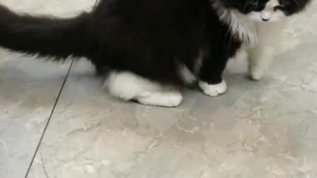 There are cows and cats at home