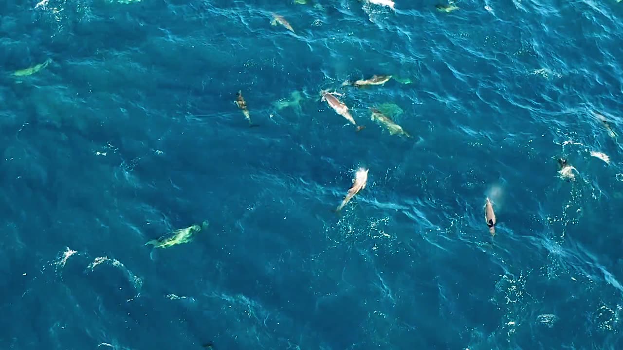 Beautiful Dolphin fish in the sea