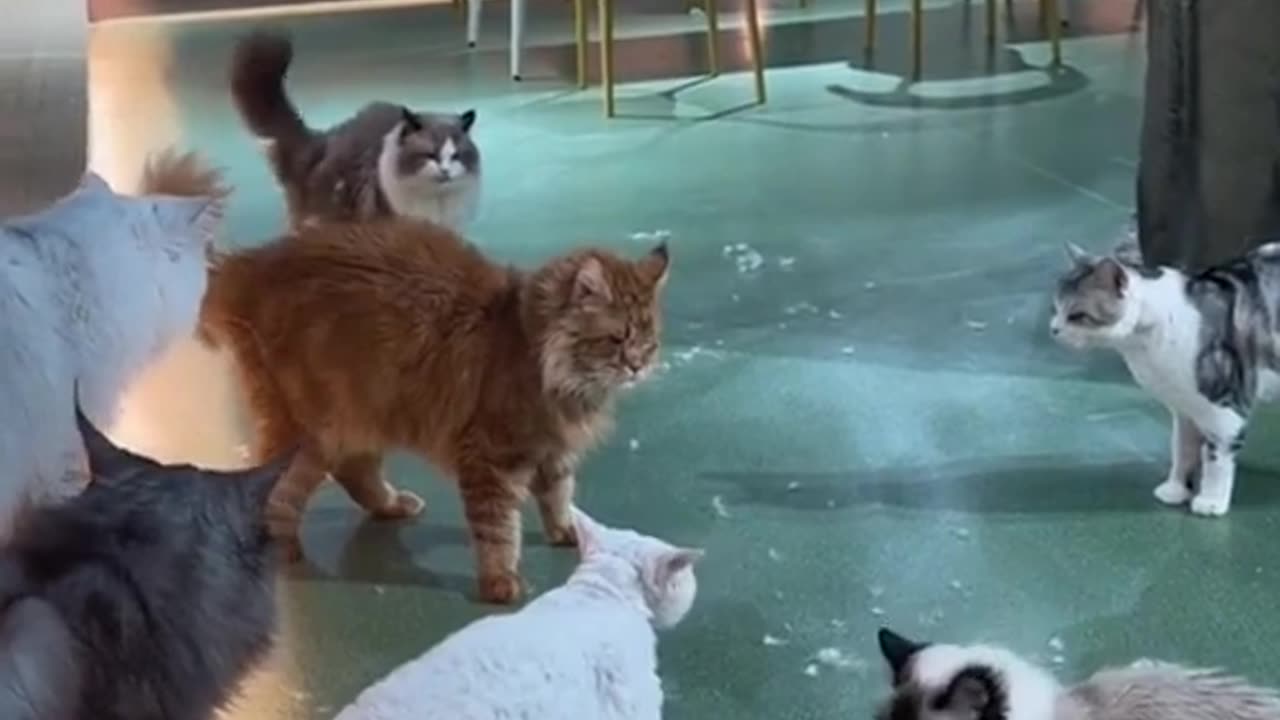 Showdown cats