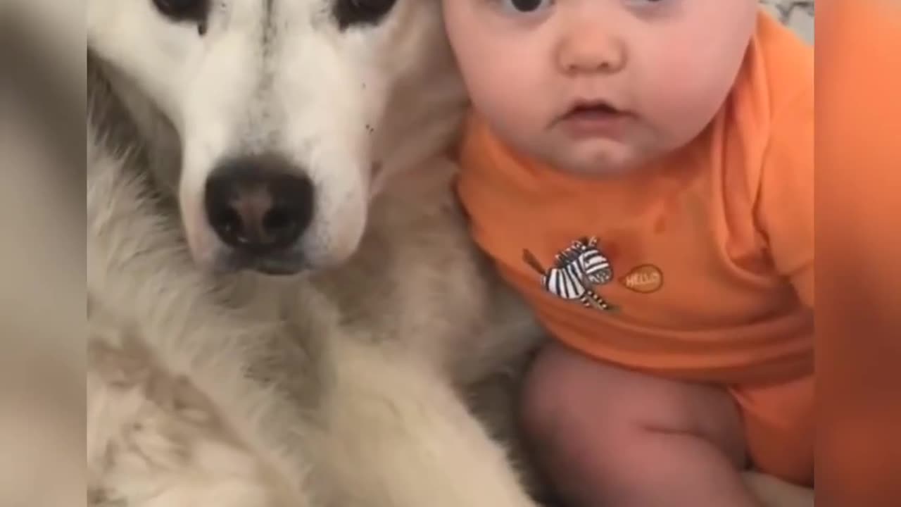 Try not to laugh challenge 🤣🤣 funny animals video 2023🤣
