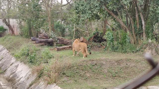 Lion on a zoo,viral