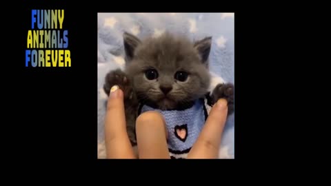 😁 Funniest 😻 Cats & Dogs 🐶 Awesome Funny Pet Animals Life😇