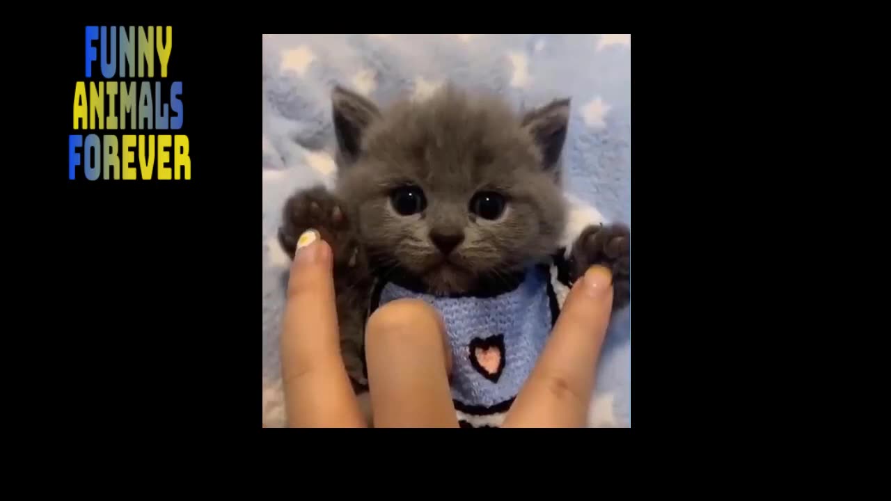 π Funniest π» Cats & Dogs πΆ Awesome Funny Pet Animals Lifeπ