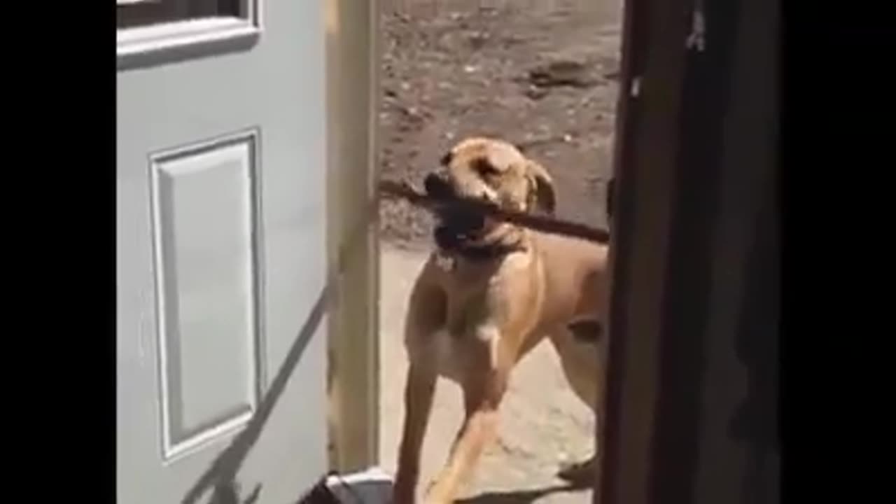 funny dog