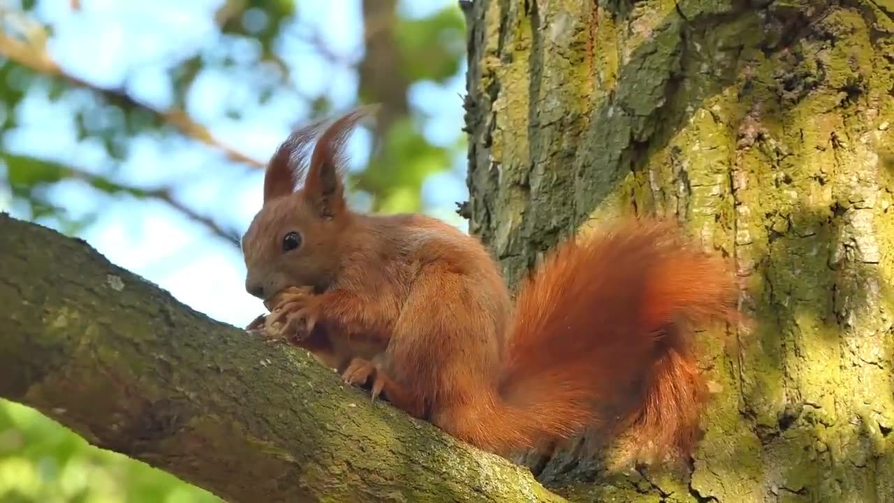 Spring Squirrel by Town Hall