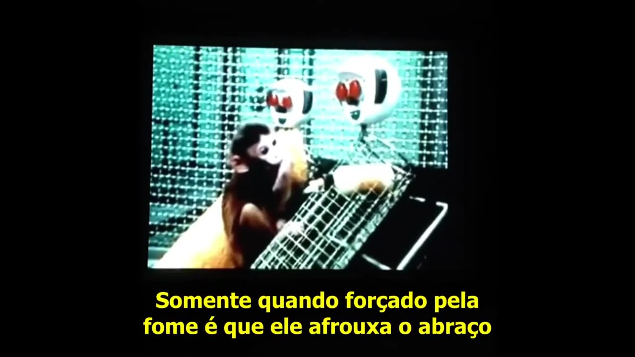 Barbarossa - O Grande Ginocentrismo da Nossa Era Pt 2: Tradições, Harlow e o Cenário dos 5 Macacos