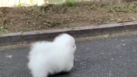 Walking marshmallow puppy