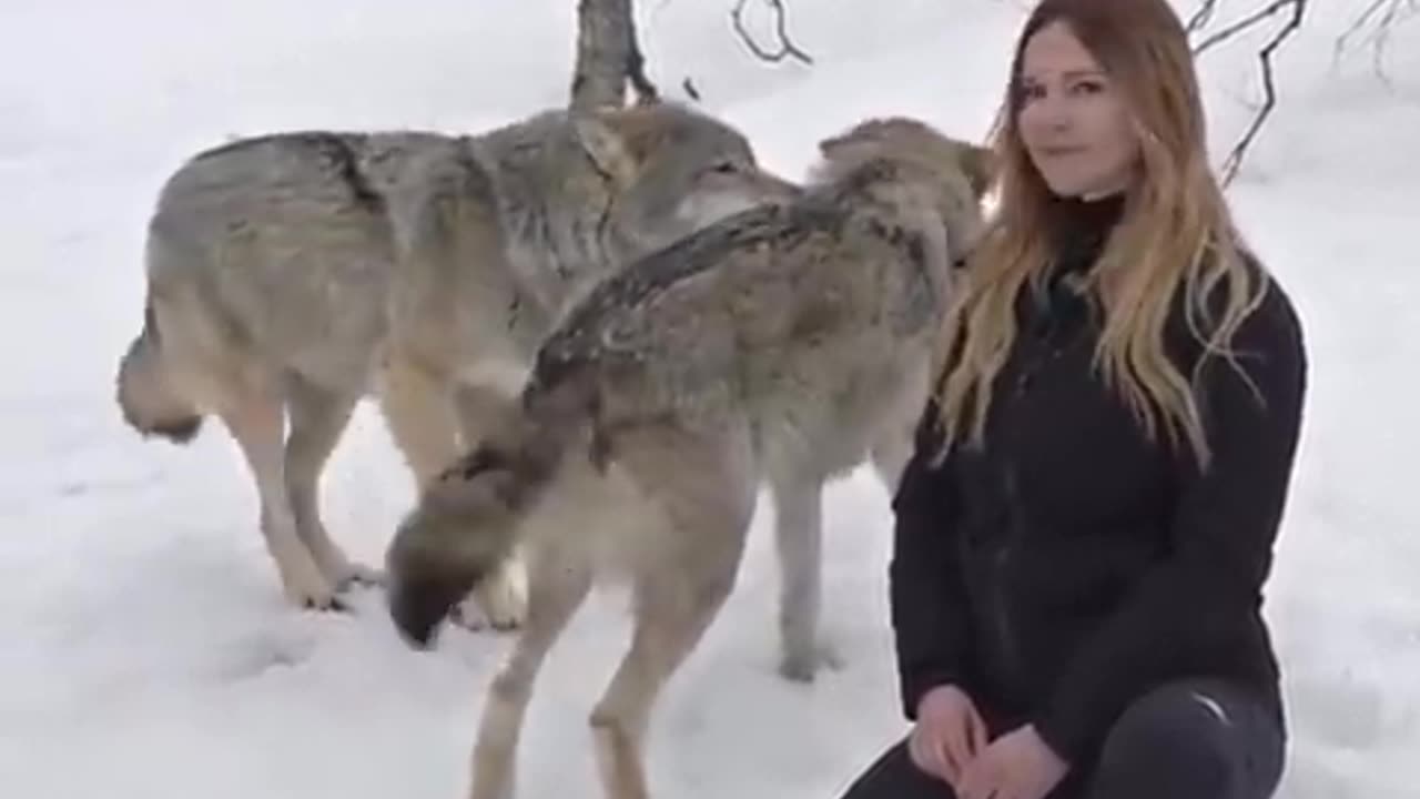 Girl Howls with Giant Wolves