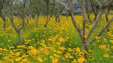 a yellow flower garden