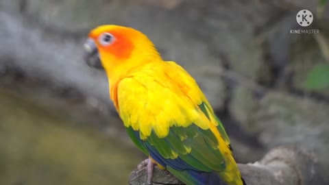 Colorful parrot