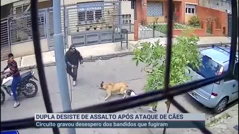 Cachorros de rua partem para cima de bandidos e evitam assalto | Primeiro Impacto (19/10/22)