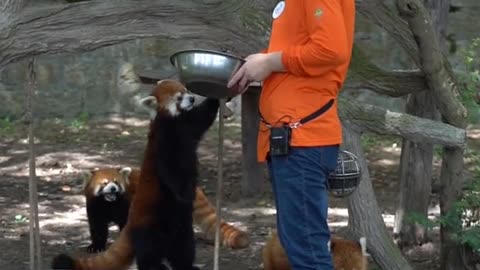 The red panda