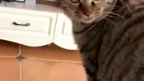 Funny Cats And Dogs Videos -- _1 - try not to laugh Best Funniest Animal Videos 2023