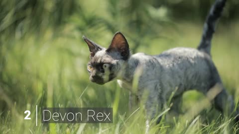 13 Affectionate Cat Breeds That Love To Cuddle The Cat Butler
