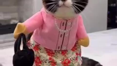 Cat 🐱 cute 😺😺😺