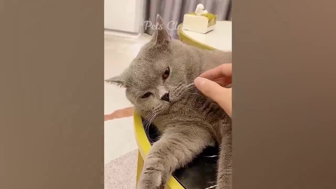 Best Funny Animals 2023 🤣 Funniest Cats and Dogs