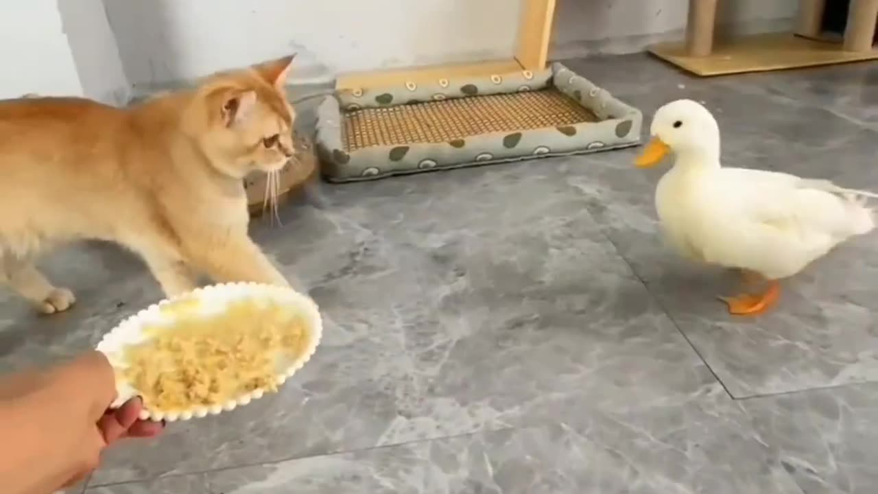 When your patience comes to an end #catlover #catfunny #catfood #catandduck