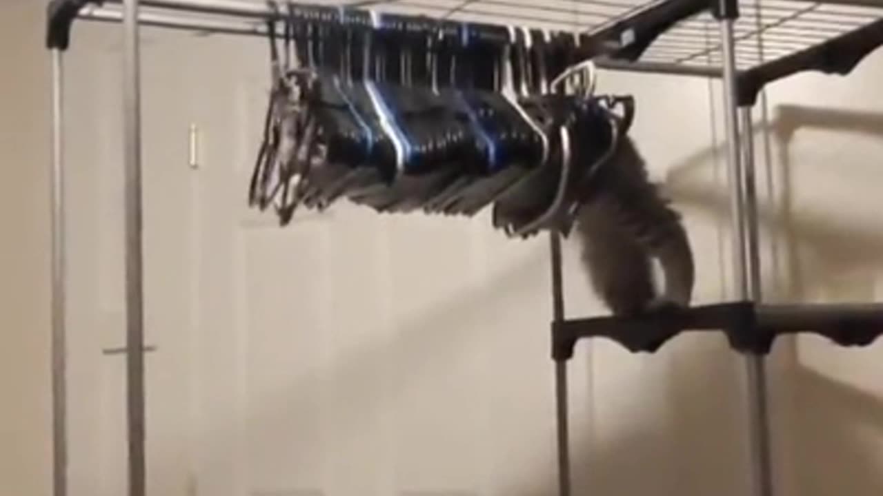 Why. Cat. Why? 🤷😱😂🤣