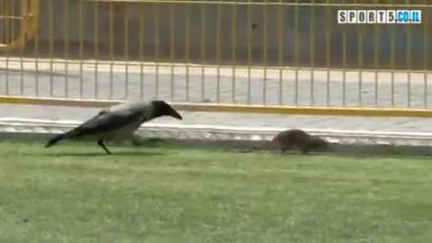 crow fighting with rat