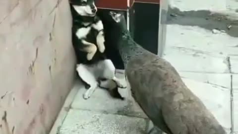 "Unlikely Duo: Cat and pocock's Adorable Friendship"