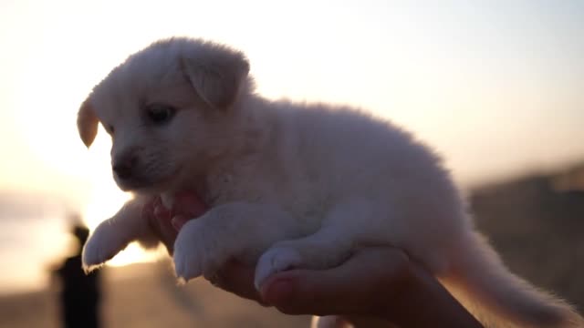 Cute small white fluffy puppy sitting on the human hand on the beach before the sunset