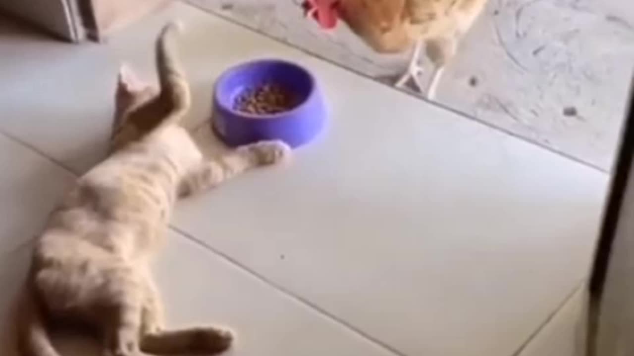 Funny cate vs chicken😁😂