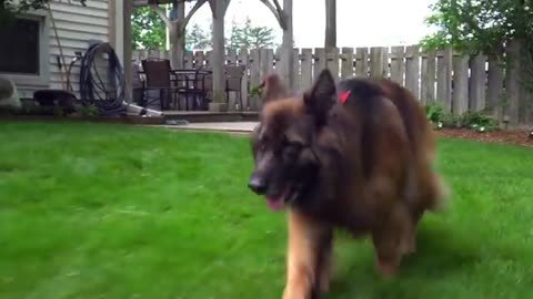 Talkative long haired German Shepherd