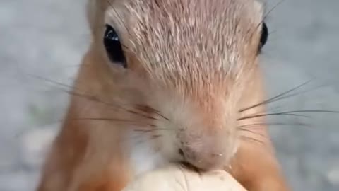 Squirrel opens walnuts faster than I do.