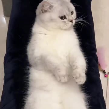 "Feline Cuteness Overload: Adorable Adventures with our Purrfect Pals! 🐾"