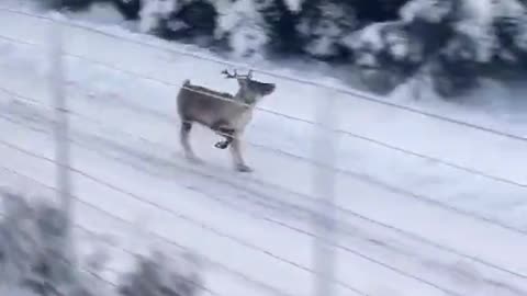 Rudolph is running late for Christmas..