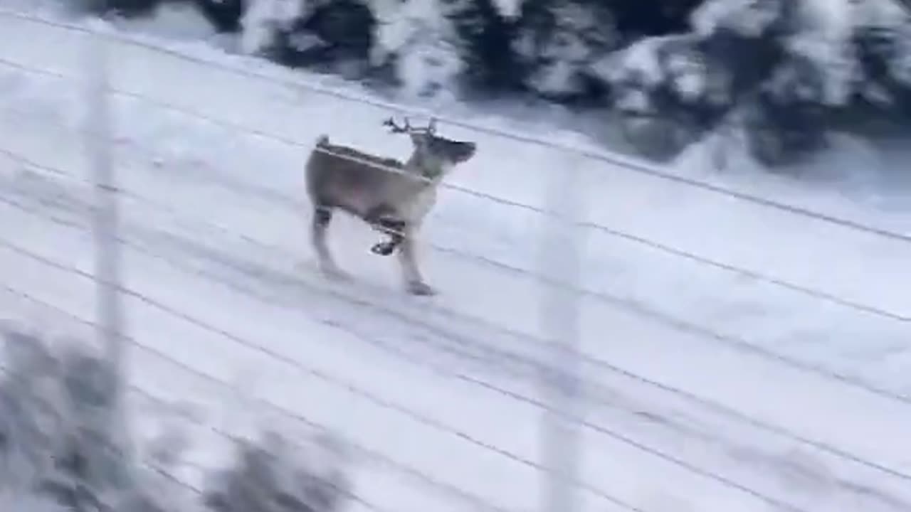 Rudolph is running late for Christmas..