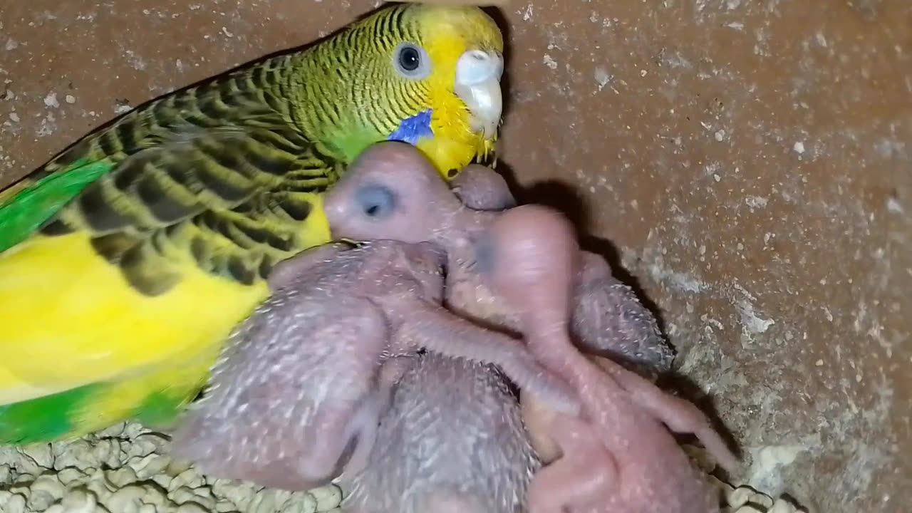 Viral funny birds video