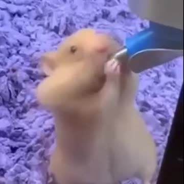 Funny_And_Cute_Animal_Videos_Try_Not_To_Laugh_Or_Smile(1080p)