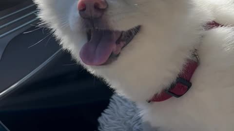 13 year old dog laughing in the car