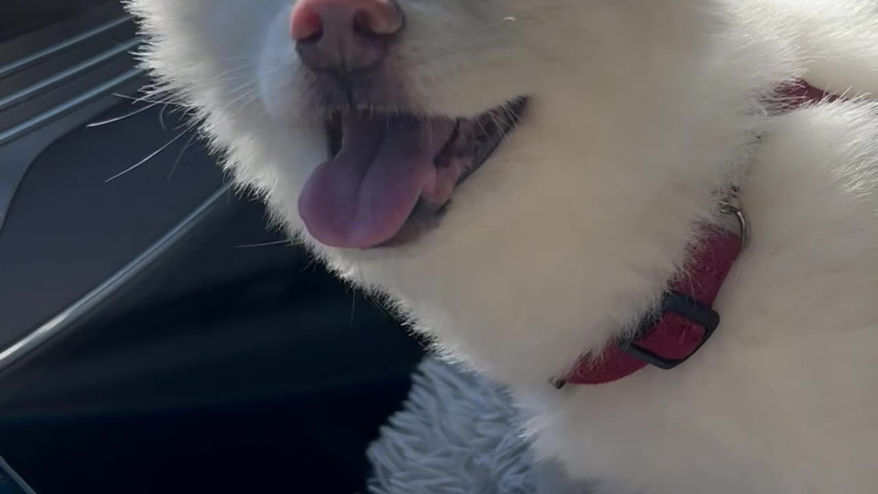 13 year old dog laughing in the car