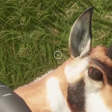 Pronghorns SUCK!!! Hunter Call of the Wild