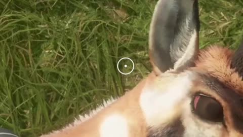 Pronghorns SUCK!!! Hunter Call of the Wild