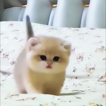 😹Cats Doing Cat Things😹