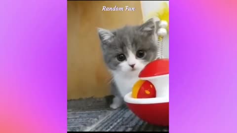 OMG 😃 Baby Cats - Cute and Funny Cat Videos, part 6