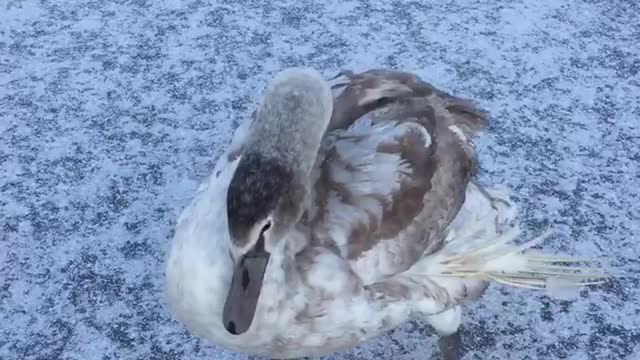 Swan in the winter.