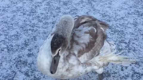 Swan in the winter.