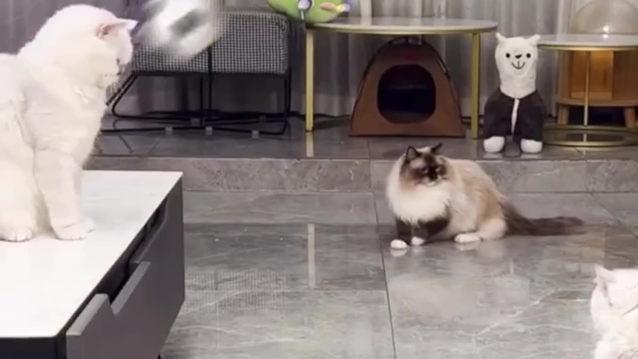 Funny /funny cat/ viral / hot video/lucu