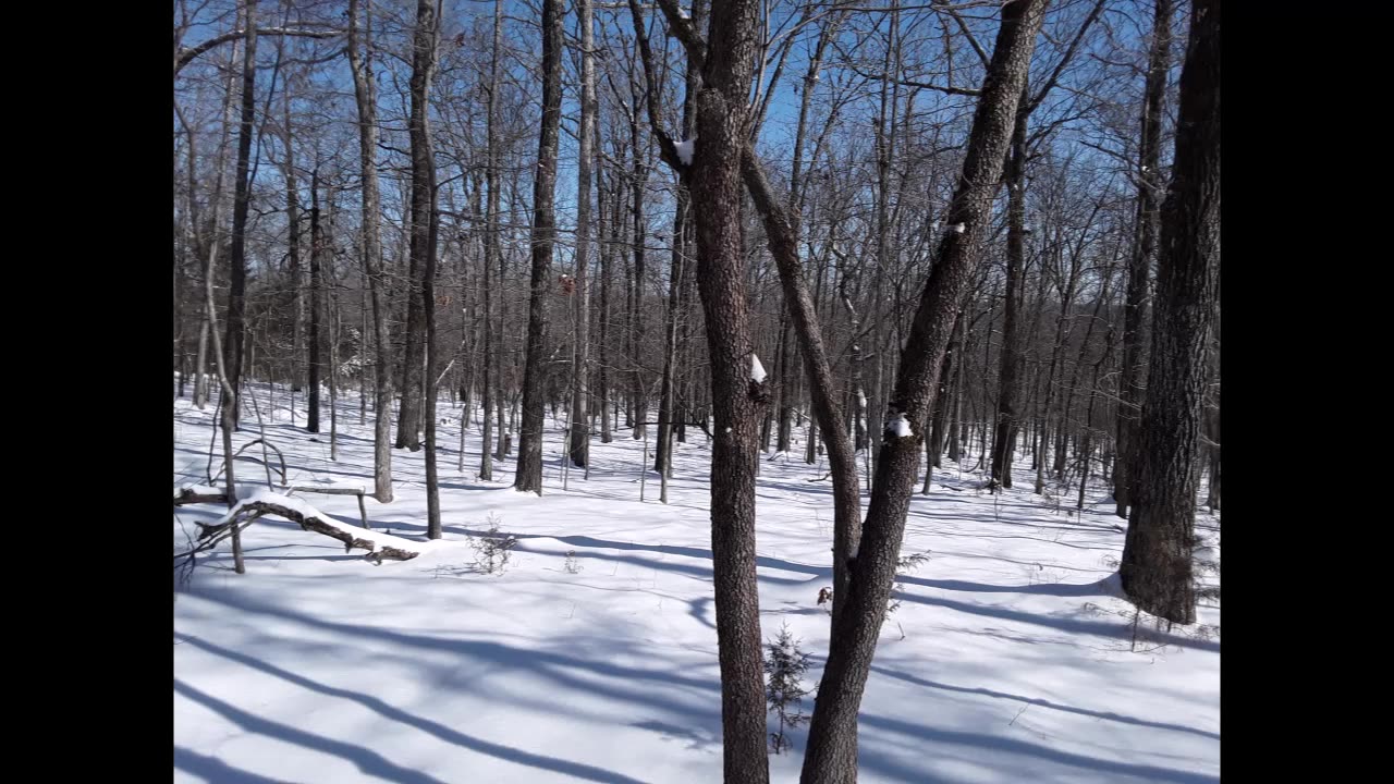 Dogwood Winter